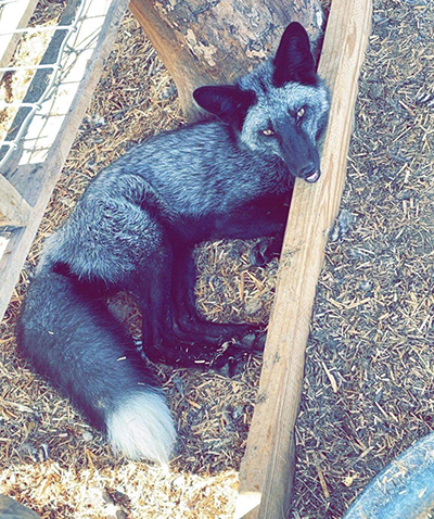 Silver Fox laying down